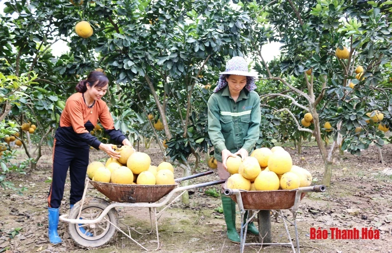Bưởi Yên Ninh rộn ràng vào Tết