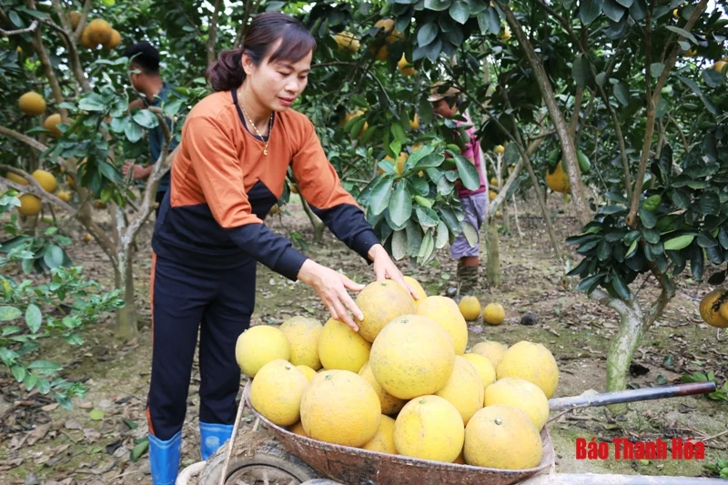 Bưởi Yên Ninh rộn ràng vào Tết