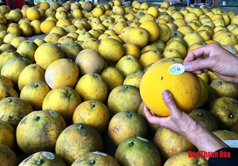 Bưởi Yên Ninh rộn ràng vào Tết