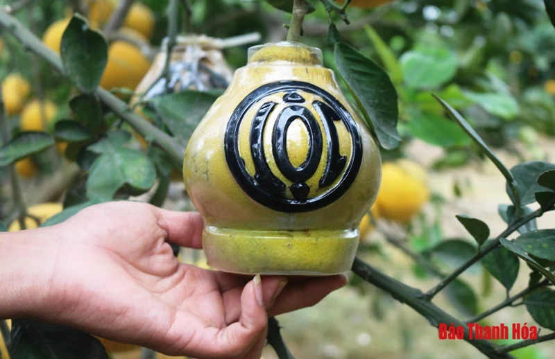 Bưởi Yên Ninh rộn ràng vào Tết