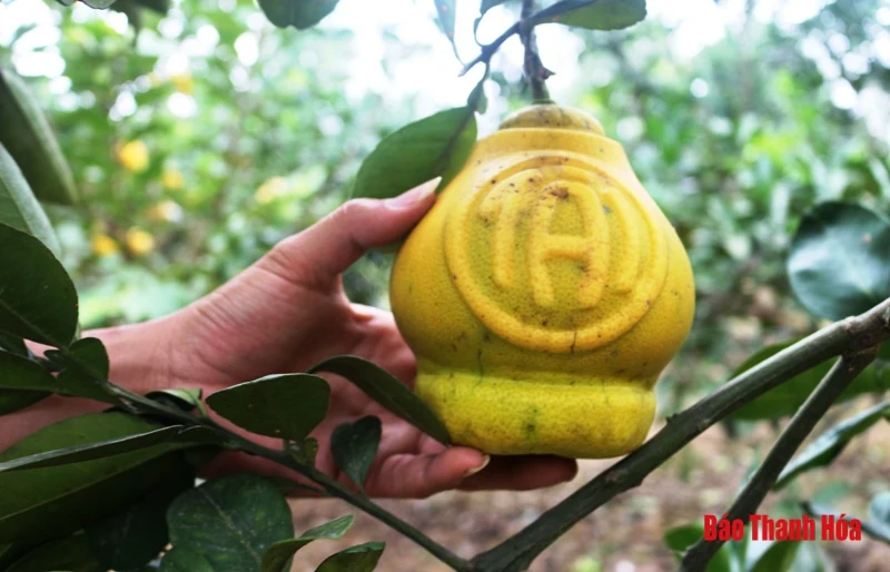 Bưởi Yên Ninh rộn ràng vào Tết