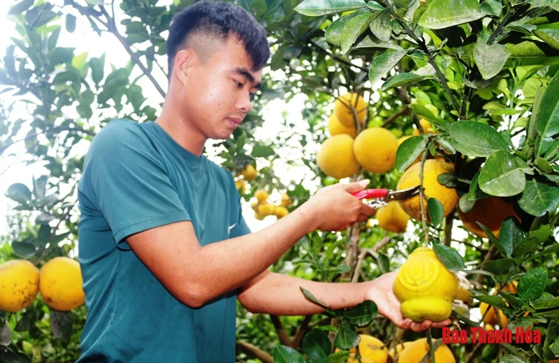 Bưởi Yên Ninh rộn ràng vào Tết
