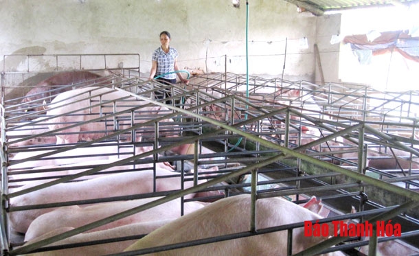 Huyện Nga Sơn phát triển được 997 trang trại, gia trại