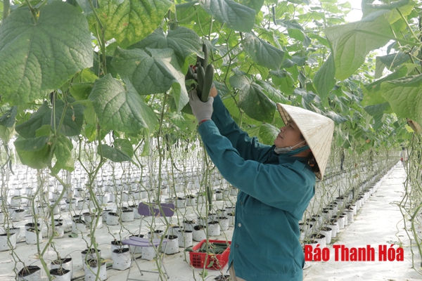 Hiệu quả mô hình sản xuất dưa chuột giống Nhật Bản