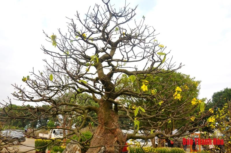 Ngắm cây mai vàng giá nửa tỷ đồng tại chợ hoa xuân Thanh Hóa