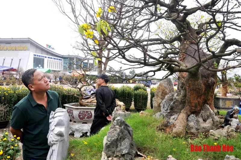 Ngắm cây mai vàng giá nửa tỷ đồng tại chợ hoa xuân Thanh Hóa