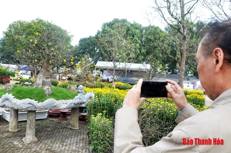 Ngắm cây mai vàng giá nửa tỷ đồng tại chợ hoa xuân Thanh Hóa