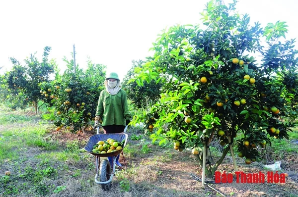 Khuyến khích phát triển các sản phẩm lợi thế theo hướng tập trung, quy mô lớn