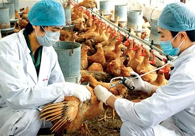 Tăng cường công tác tiêm phòng vắc-xin dịch Cúm gia cầm đợt 1-2020