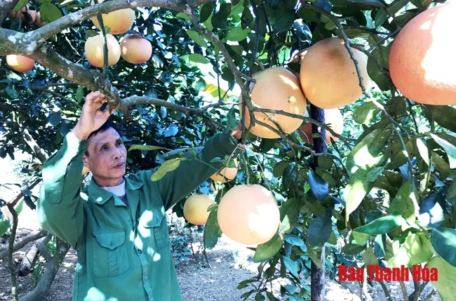Xây dựng, phát triển thương hiệu cho sản phẩm nông nghiệp chủ lực