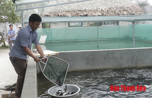 Thị trấn Tân Phong phát triển nghề nuôi cá giống