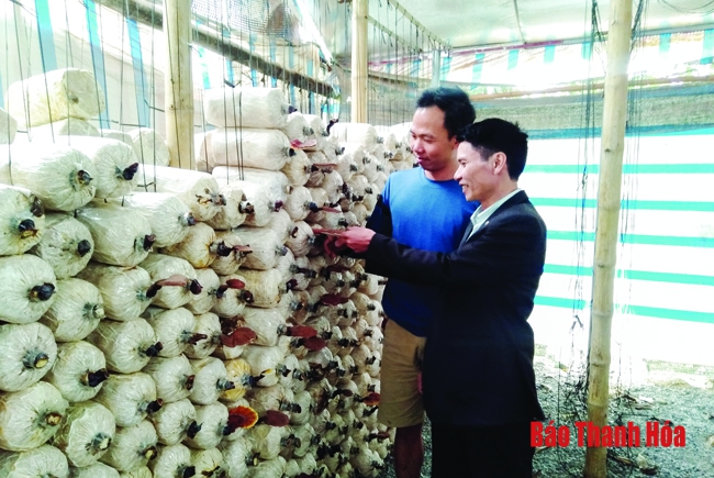 TP Thanh Hóa nhân rộng các mô hình trồng nấm, mộc nhĩ