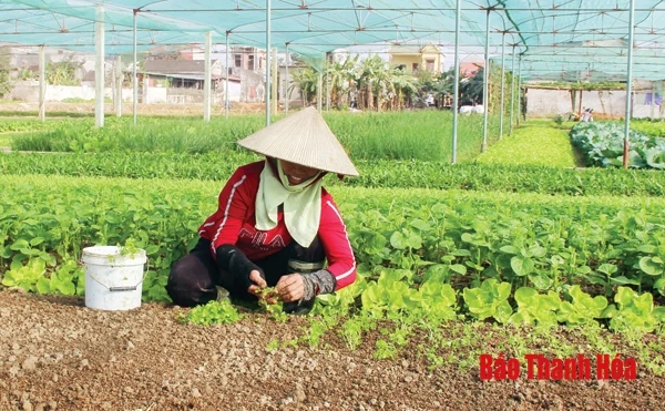 87 HTX nông nghiệp bị ảnh hưởng do dịch bệnh COVID-19