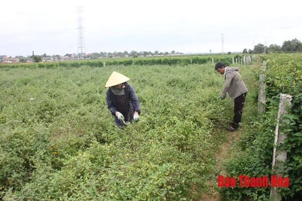 Mô hình dược liệu cho giá trị thu nhập cao