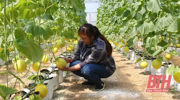 Khó khăn trong việc đầu tư vào nông nghiệp ứng dụng công nghệ cao