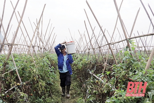 Huyện Quảng Xương tái cơ cấu nông nghiệp để phát triển bền vững