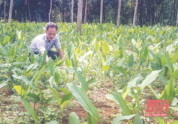 Huyện Như Xuân hướng tới phát triển nông nghiệp bền vững