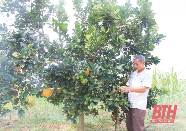 Ứng dụng khoa học - kỹ thuật vào sản xuất nông nghiệp ở huyện Ngọc Lặc