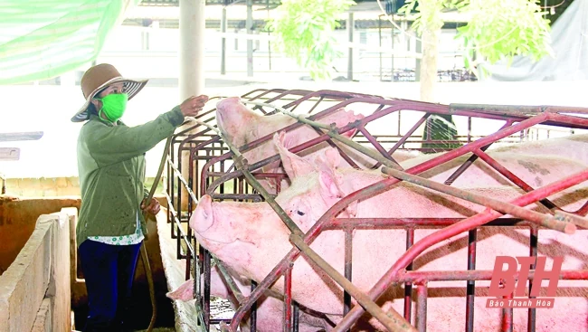 Chăm sóc, bảo vệ vật nuôi trong mùa nắng nóng