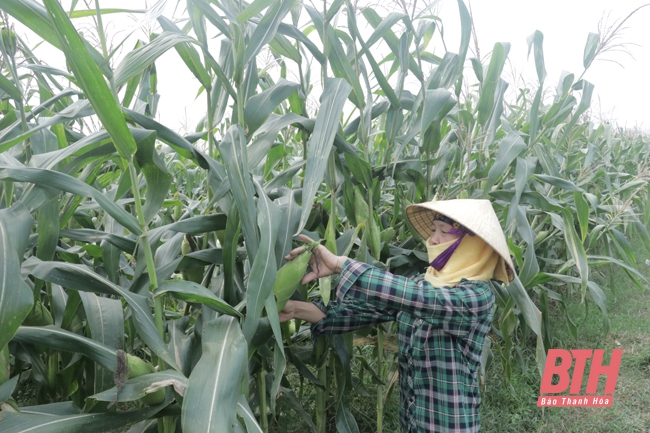 Huyện Thiệu Hóa nâng cao hiệu quả sản xuất nông nghiệp