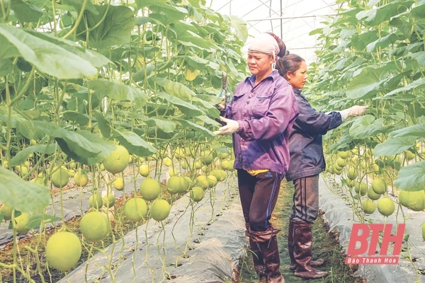Bài cuối: Để doanh nghiệp đầu tư vào nông nghiệp phát triển bền vững