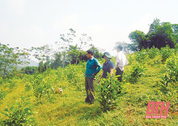 Huyện Ngọc Lặc phát triển rừng sản xuất gắn với bảo vệ rừng