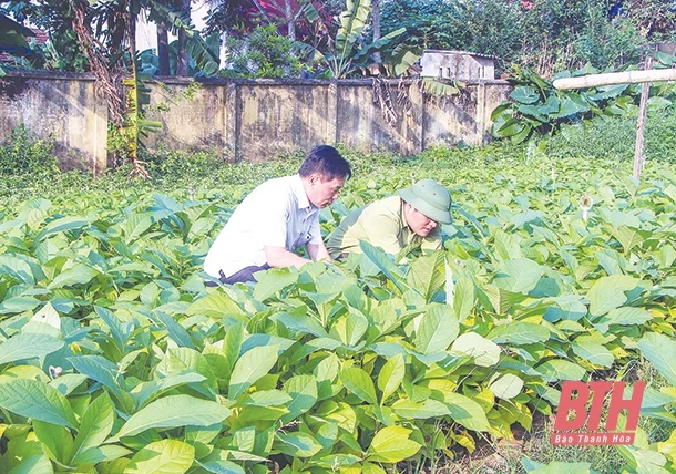 Phát triển lâm sản ngoài gỗ để xóa đói, giảm nghèo bền vững