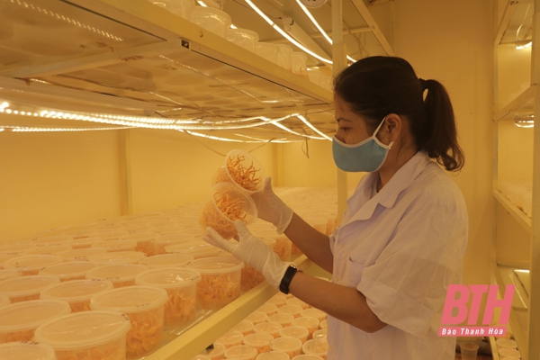Ứng dụng công nghệ cao vào sản xuất nấm đông trùng hạ thảo ở Hội Làm vườn và Trang trại