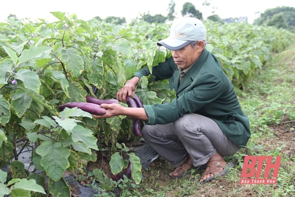 Nỗ lực phát triển kinh tế tập thể