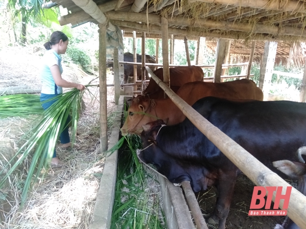 Huyện Lang Chánh phát triển chăn nuôi gia súc