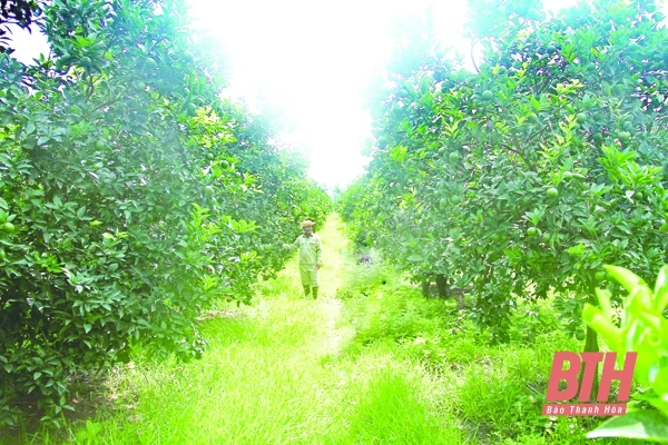 Phát triển kinh tế đồi rừng ở miền núi