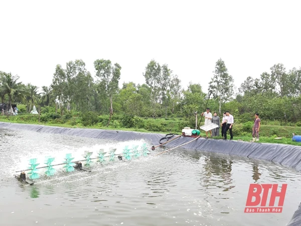 Hộ nghèo, cận nghèo huyện Hậu Lộc vươn lên phát triển sản xuất