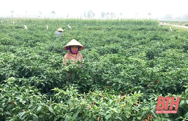 Kết quả chuyển đổi sản xuất nông nghiệp