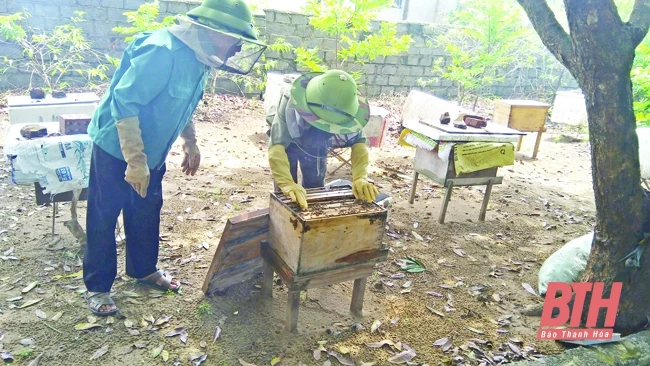 Xây dựng các mô hình sinh kế cho người dân ở các xã bãi ngang