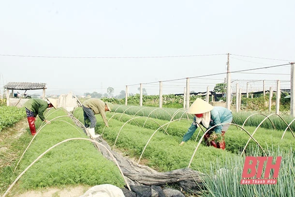 Vai trò của HTX trong sản xuất nông nghiệp