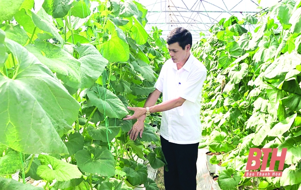 Huyện Nga Sơn ứng dụng khoa học - kỹ thuật trong sản xuất nông nghiệp