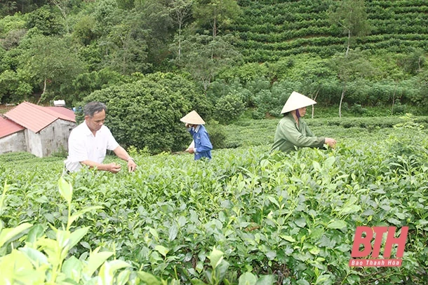 Phát triển sản phẩm OCOP – yếu tố quan trọng trong xây dựng nông thôn mới