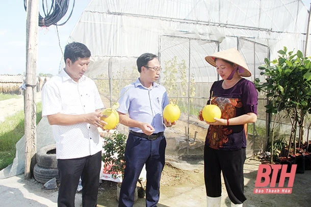 Tiềm năng sản phẩm OCOP huyện Quảng Xương