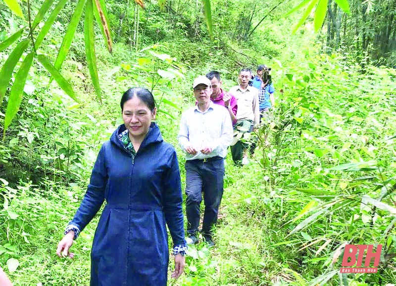 Huyện Quan Sơn thực hiện tốt chính sách hỗ trợ cho người trồng rừng