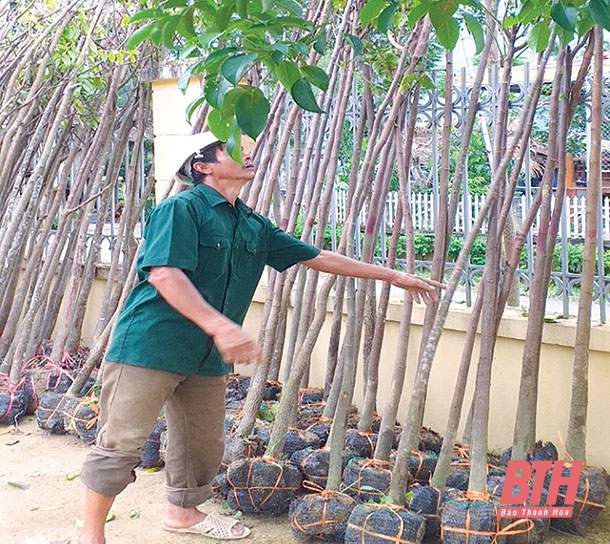 Hỗ trợ cây giống trồng cây cảnh quan gắn với phát triển du lịch sinh thái trên địa bàn huyện Thường Xuân, Bá Thước
