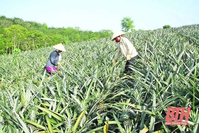 Chuyển đổi cơ cấu cây trồng ở huyện Ngọc Lặc