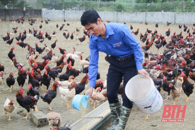Bí thư chi đoàn làm giàu từ mô hình chăn nuôi gà sạch theo tiêu chuẩn VietGAP