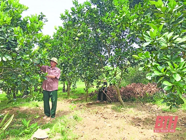 Đảng bộ huyện Ngọc Lặc nỗ lực hoàn thành các chỉ tiêu phát triển