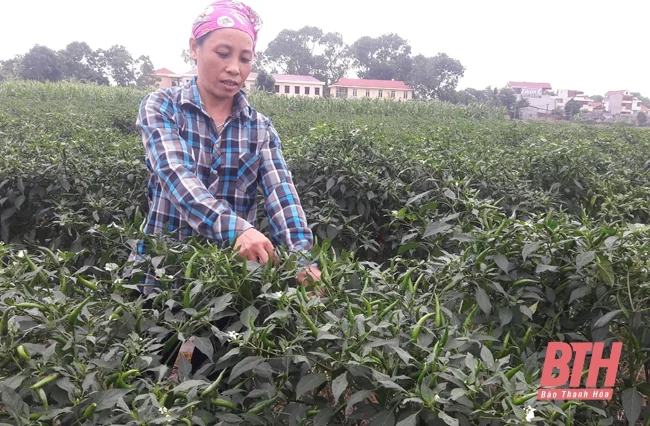 Nâng cao tiêu chuẩn kỹ thuật vùng trồng xuất khẩu