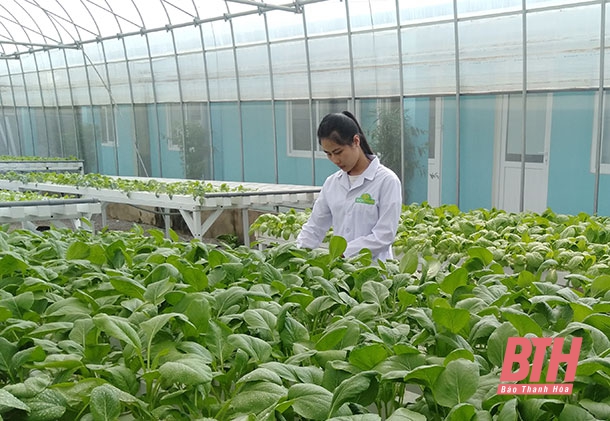 Hiệu quả từ các mô hình trồng rau thủy canh