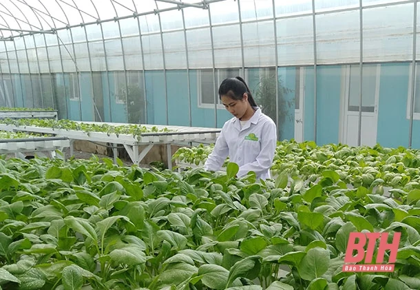 Hiệu quả từ các mô hình trồng rau thủy canh