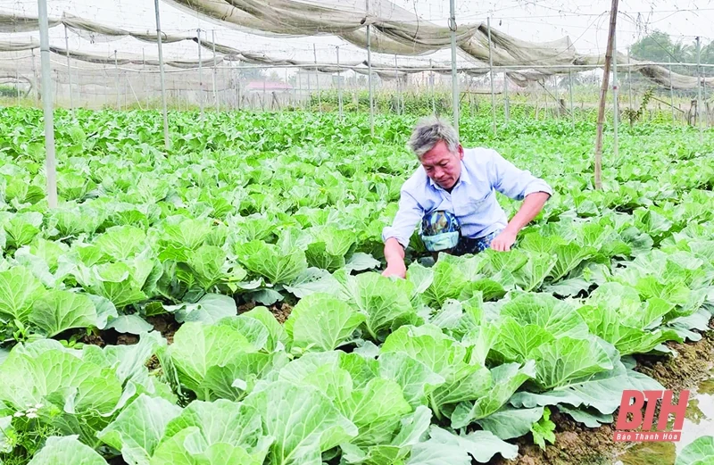 Dồi dào nông sản sạch phục vụ thị trường tết