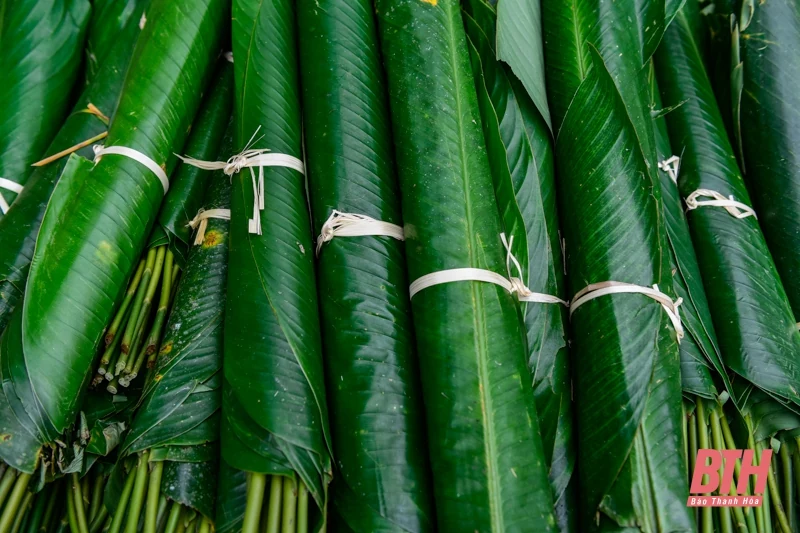 Mùa lá dong xuống phố