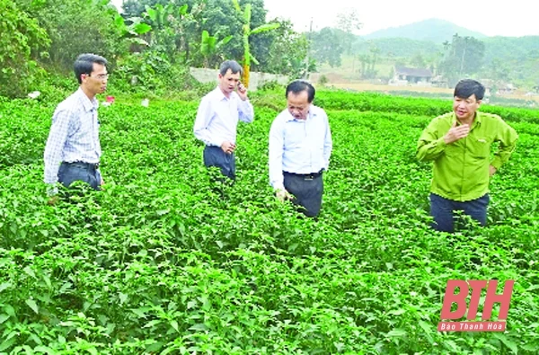 Huyện Thường Xuân tự tin bước vào xuân mới