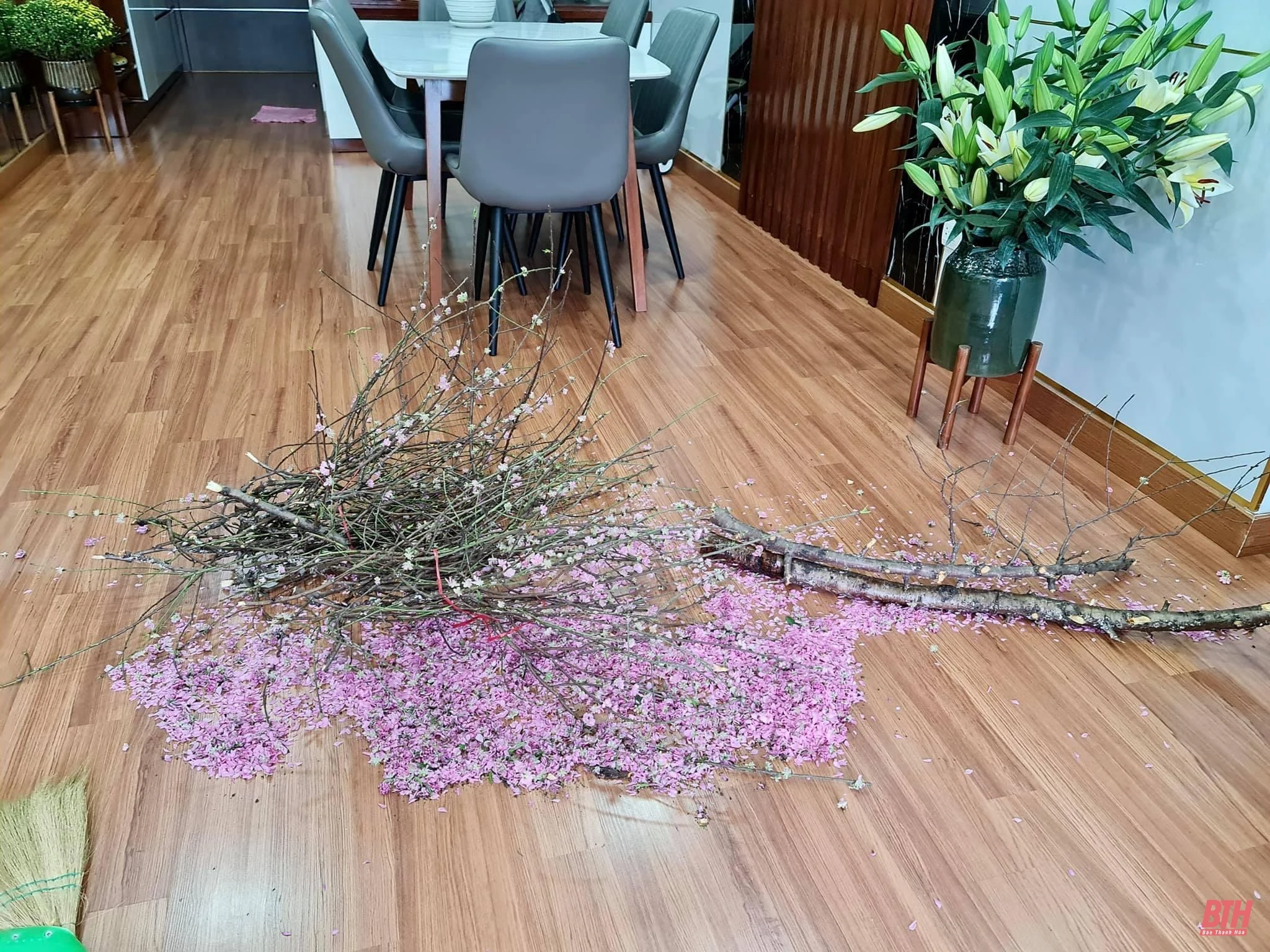 Ứng xử văn hóa với đào, quất sau tết